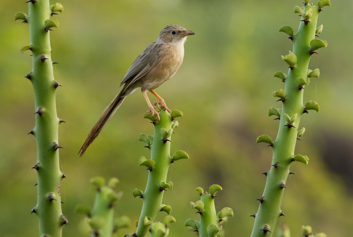 Common Babbler - ML642756029