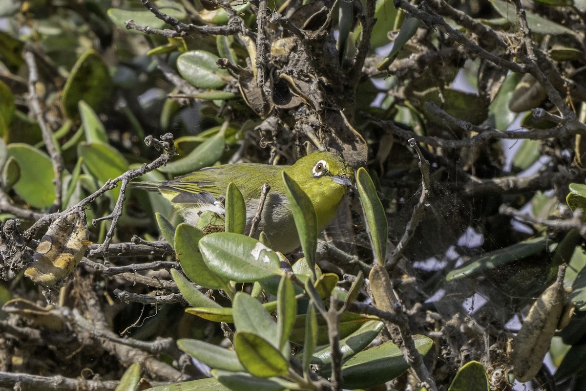 Swinhoe's White-eye - ML642756034