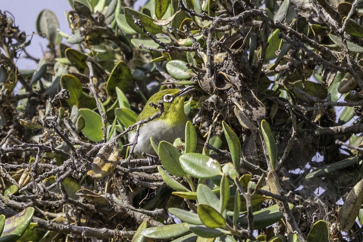 Swinhoe's White-eye - ML642756035