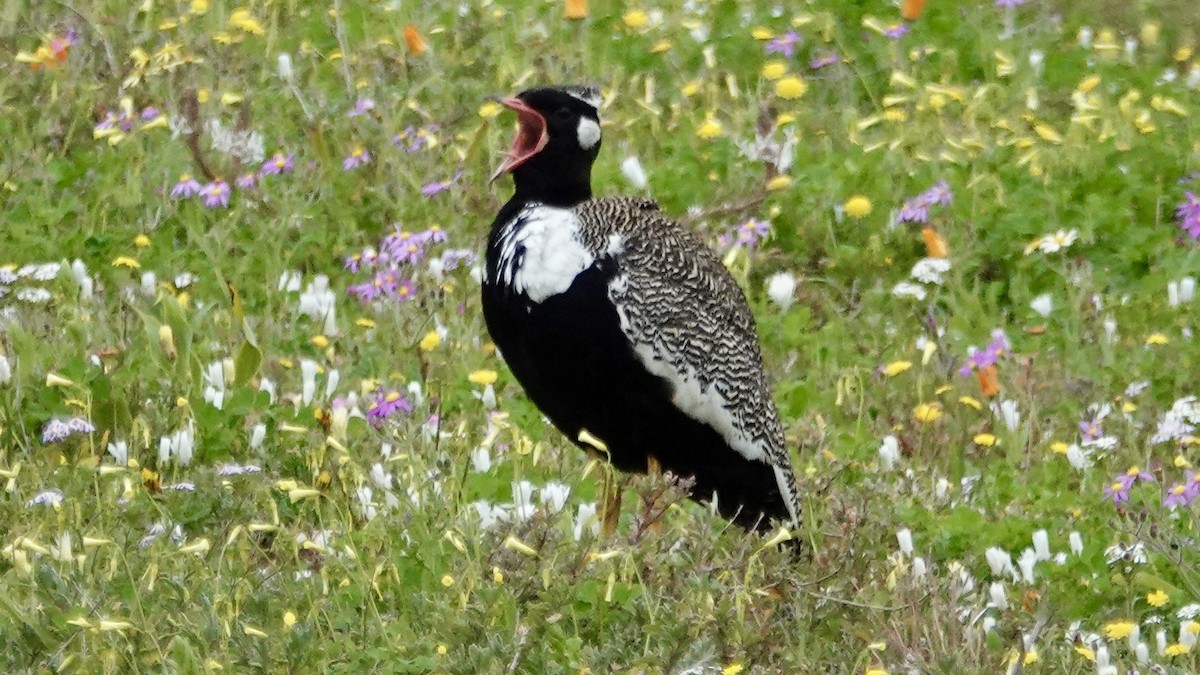 Black Bustard - ML642756038