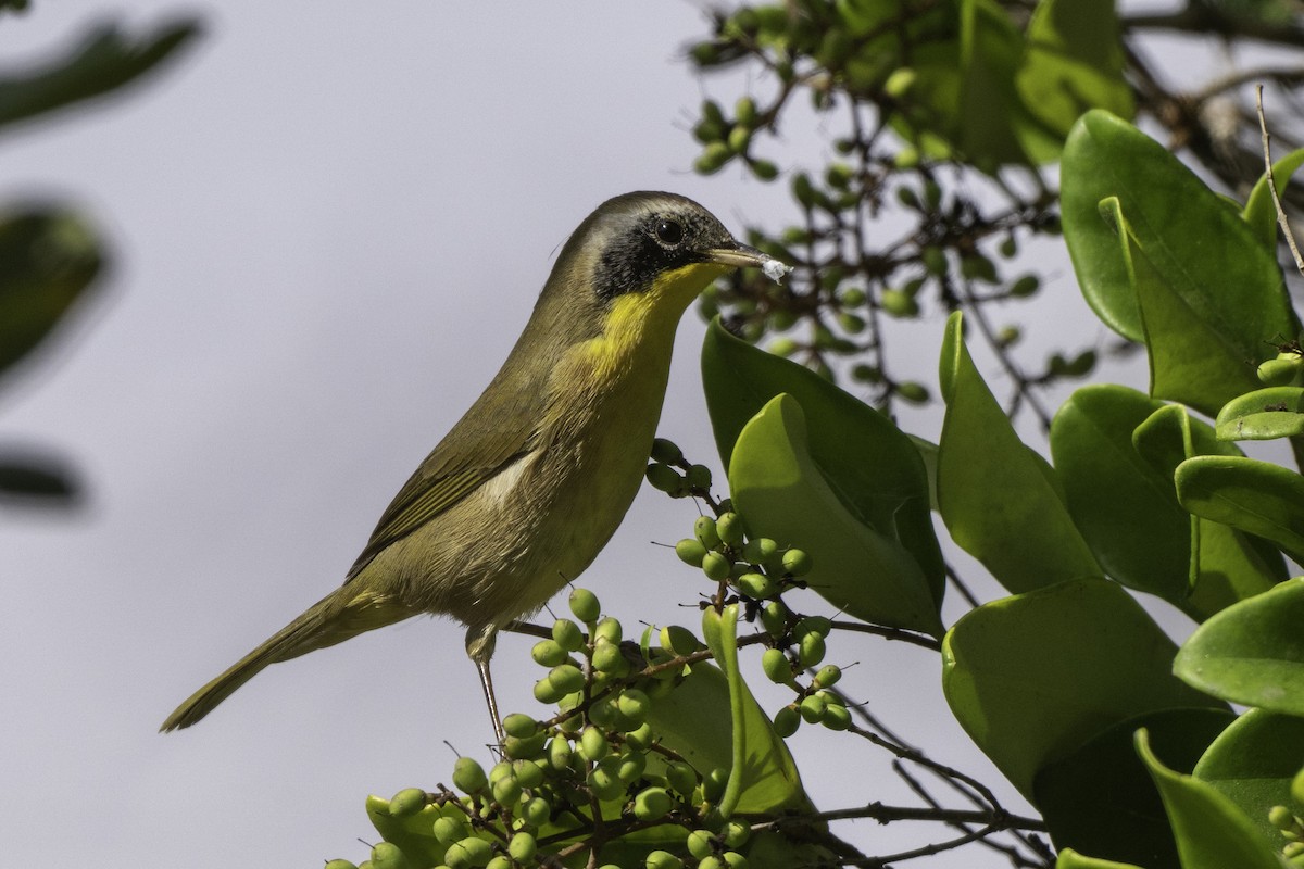 Common Yellowthroat - ML642756039