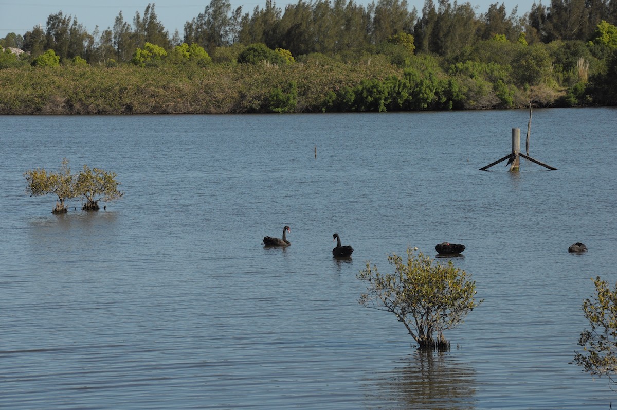 Black Swan - ML642756044