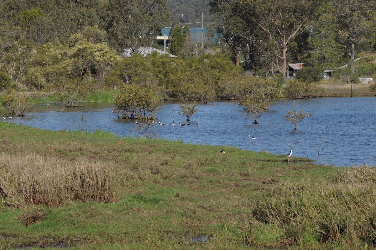 Pied Stilt - ML642756055