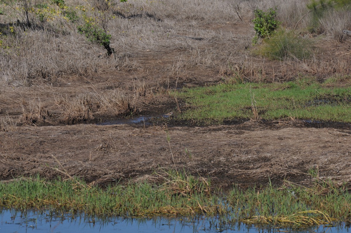 Black-fronted Dotterel - ML642756059