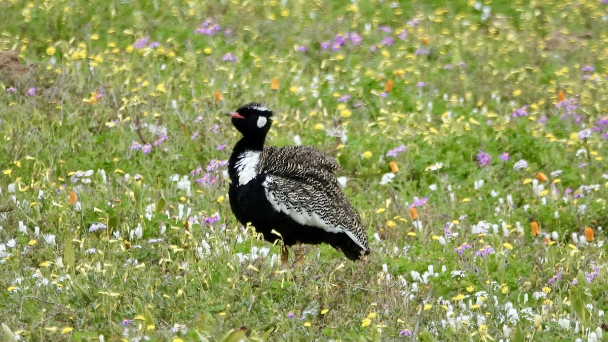 Black Bustard - ML642756063