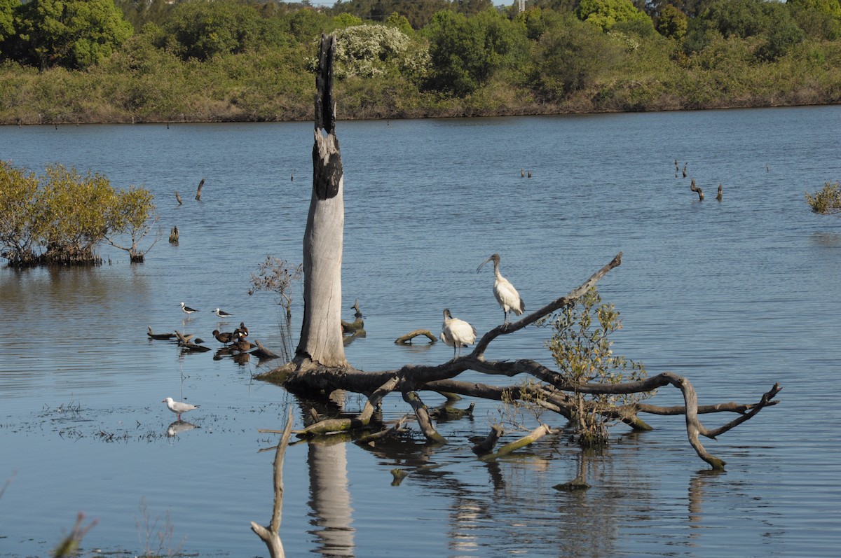 Australian Ibis - ML642756064