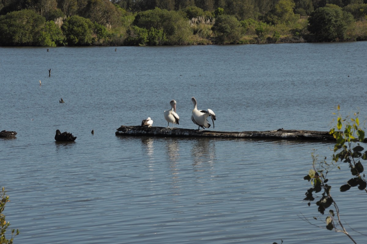 Australian Pelican - ML642756072