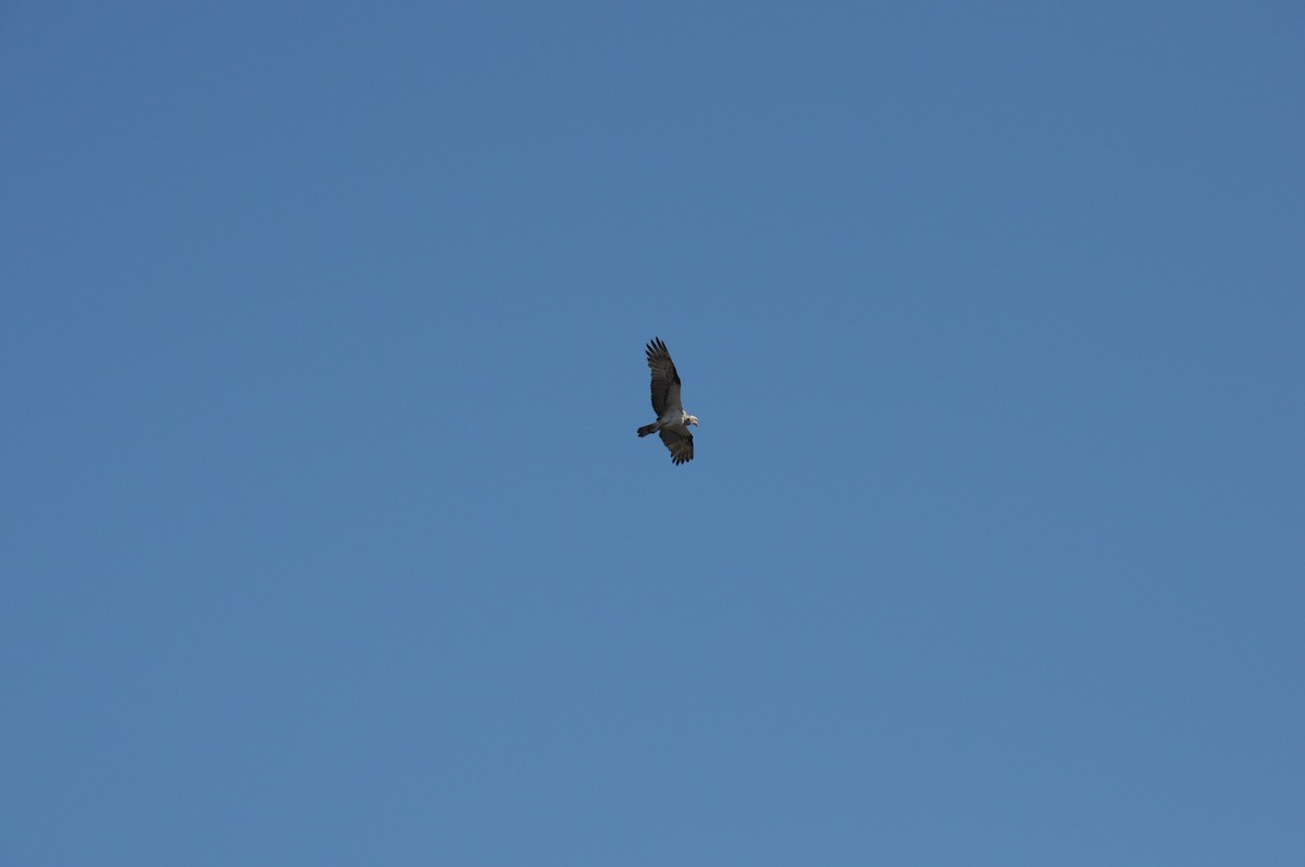 Osprey - ML642756079