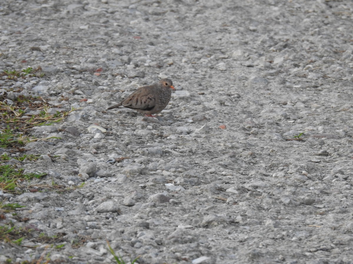 Common Ground Dove - ML642756084