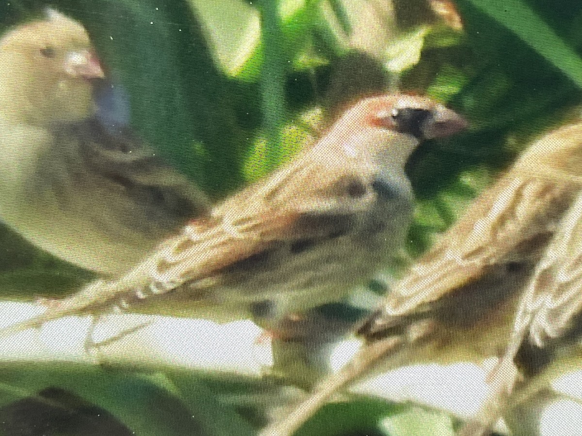 Spanish Sparrow - ML642756087