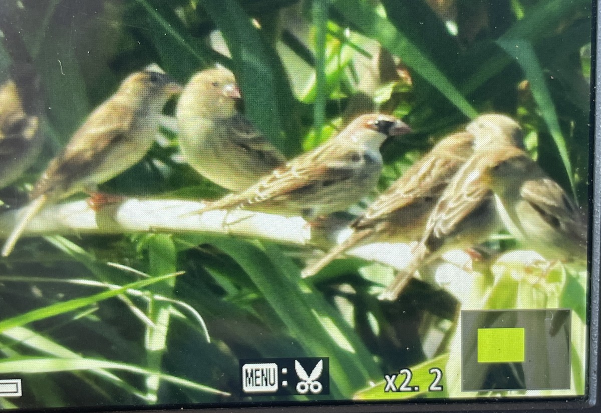 Spanish Sparrow - ML642756088