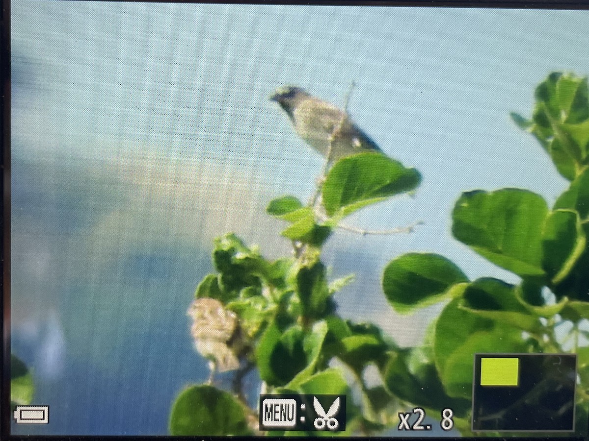 Spanish Sparrow - ML642756089