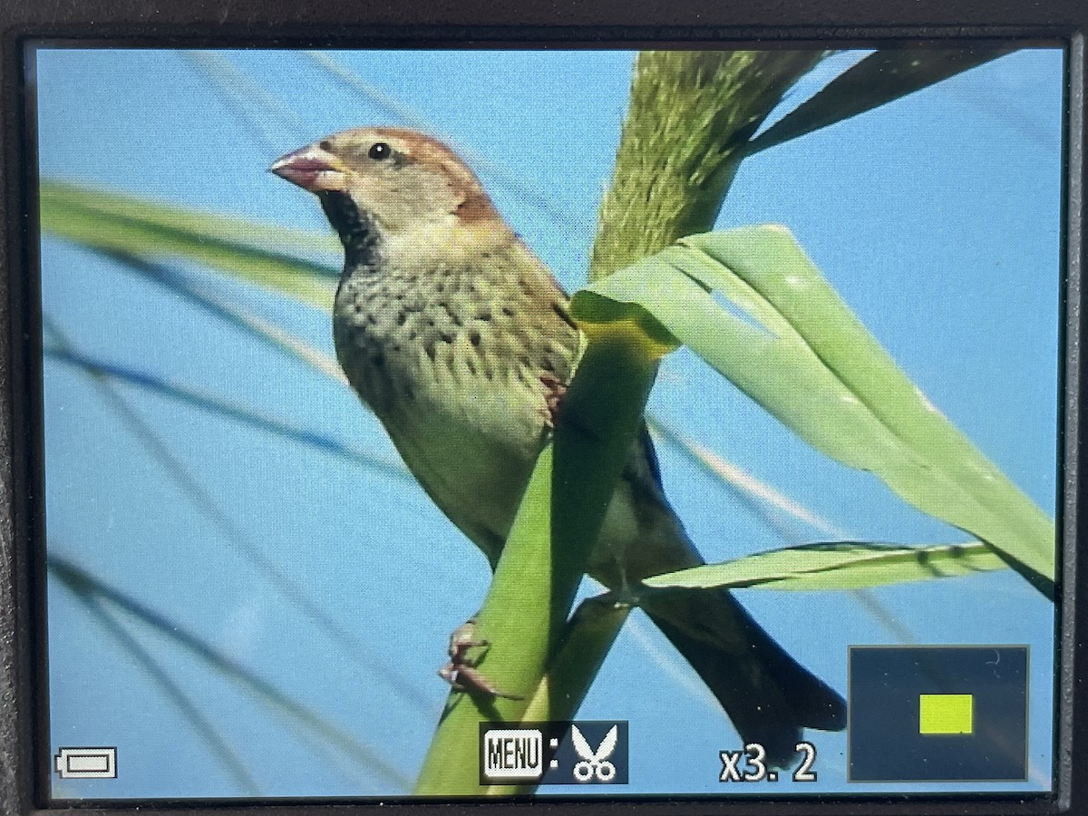 Spanish Sparrow - ML642756090