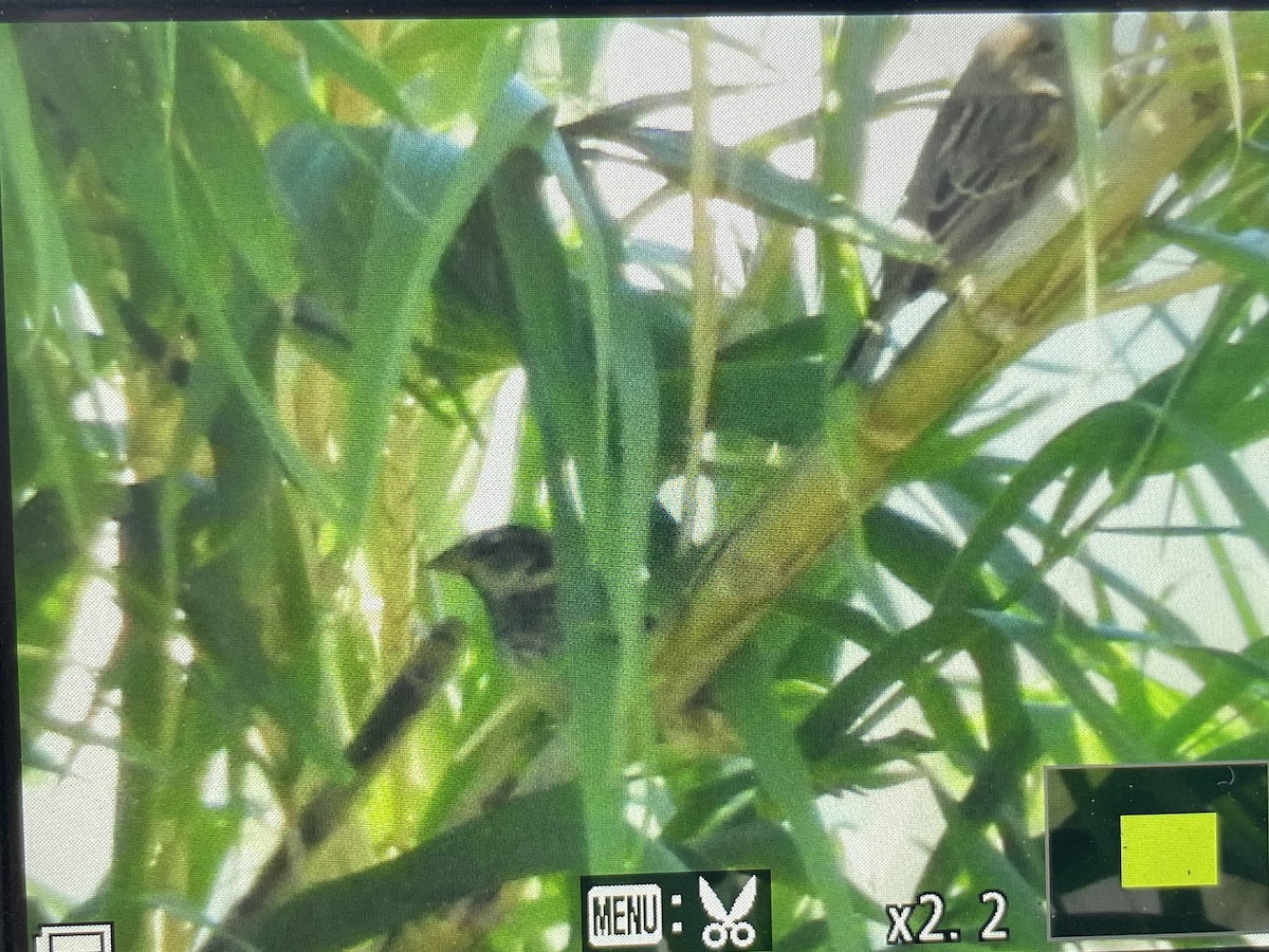 Spanish Sparrow - ML642756091