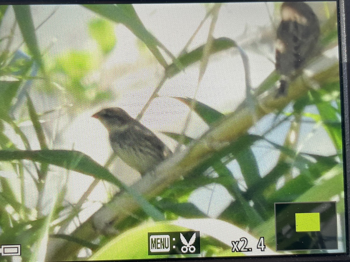 Spanish Sparrow - ML642756092