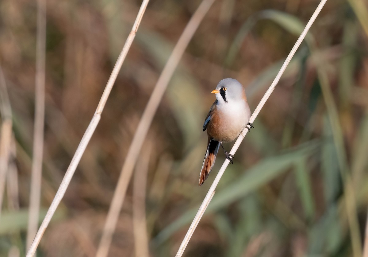 Bearded Reedling - ML642756098