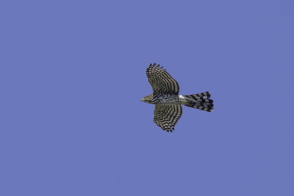 Cooper's Hawk - ML642756117