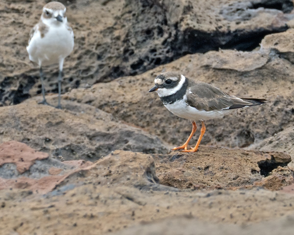 Common Ringed Plover - ML642756128