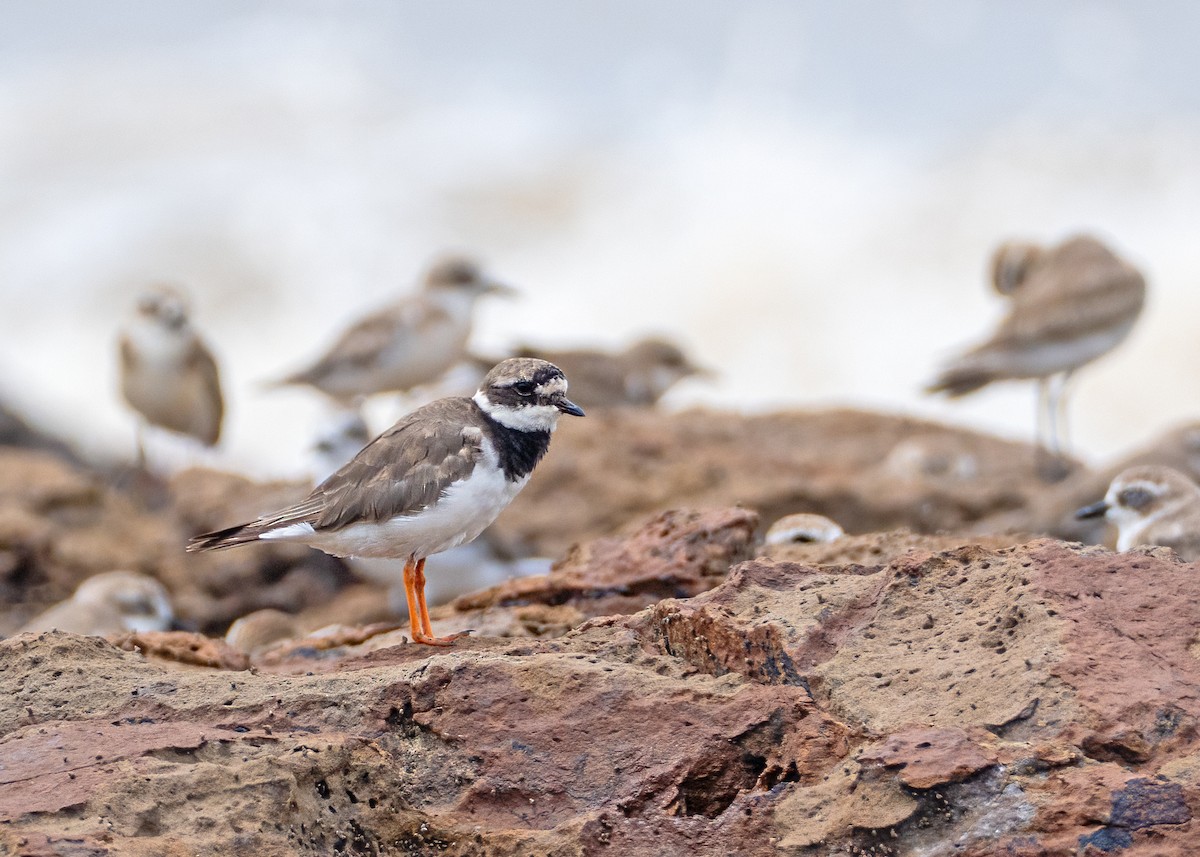 Common Ringed Plover - ML642756129