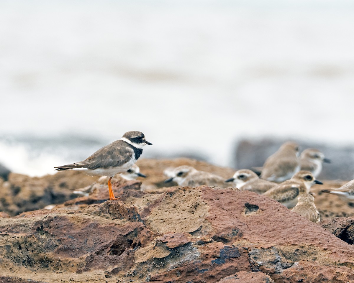 Common Ringed Plover - ML642756130
