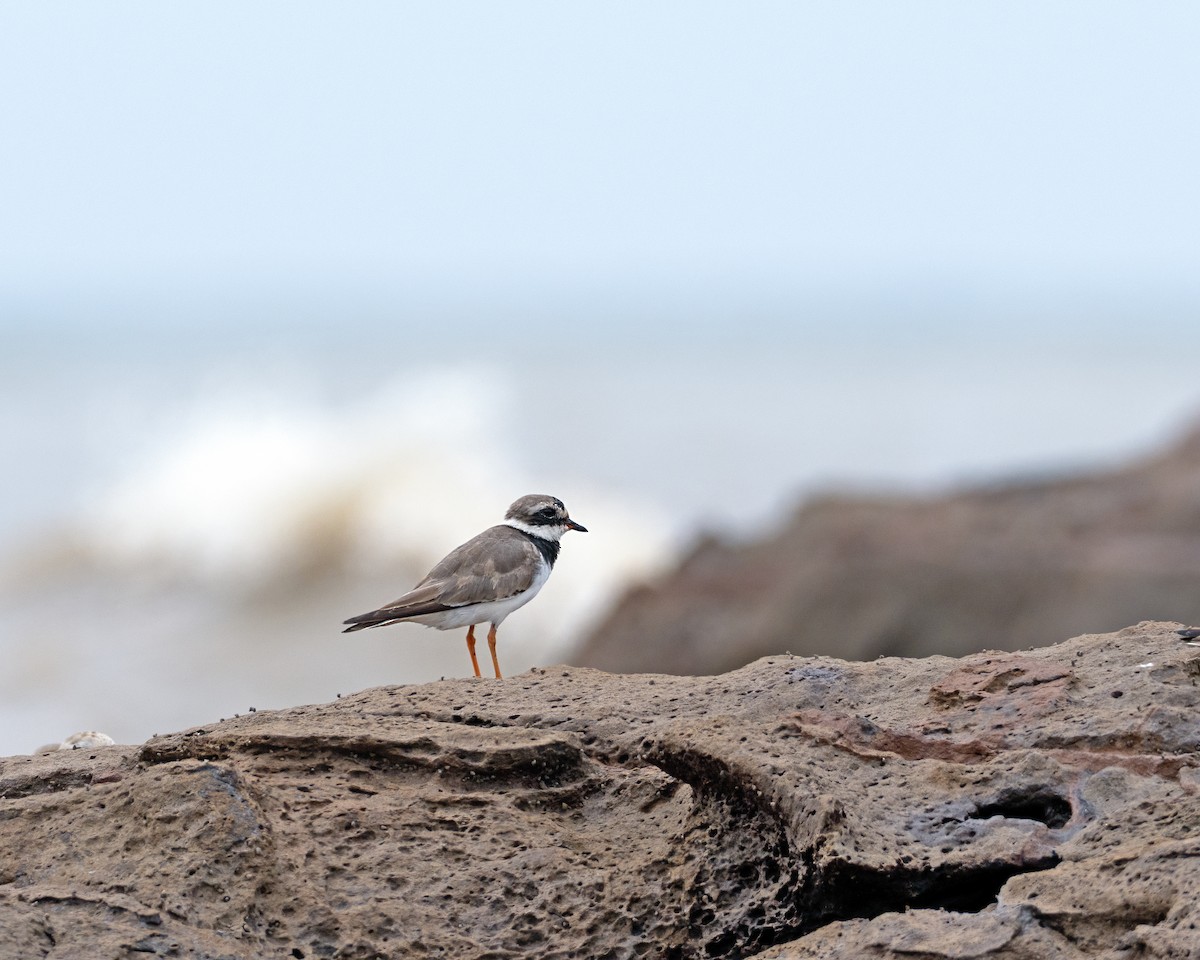 Common Ringed Plover - ML642756131