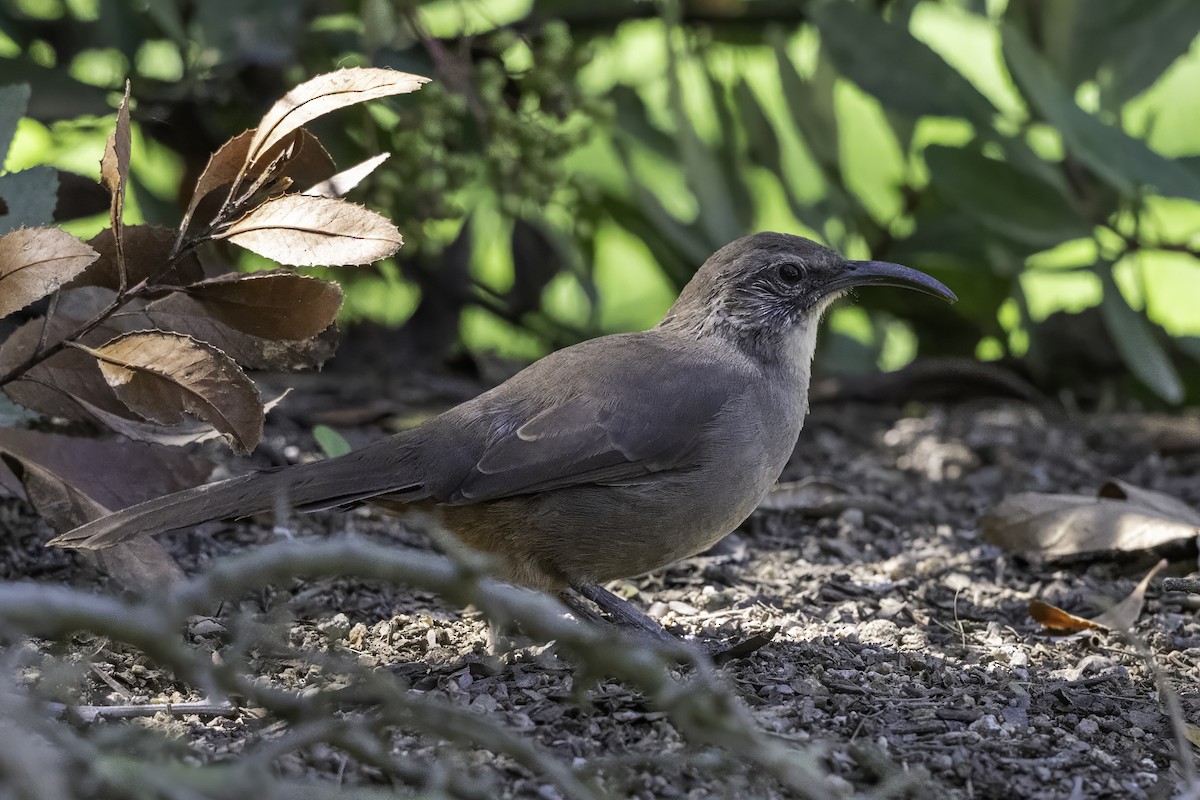 California Thrasher - ML642756133
