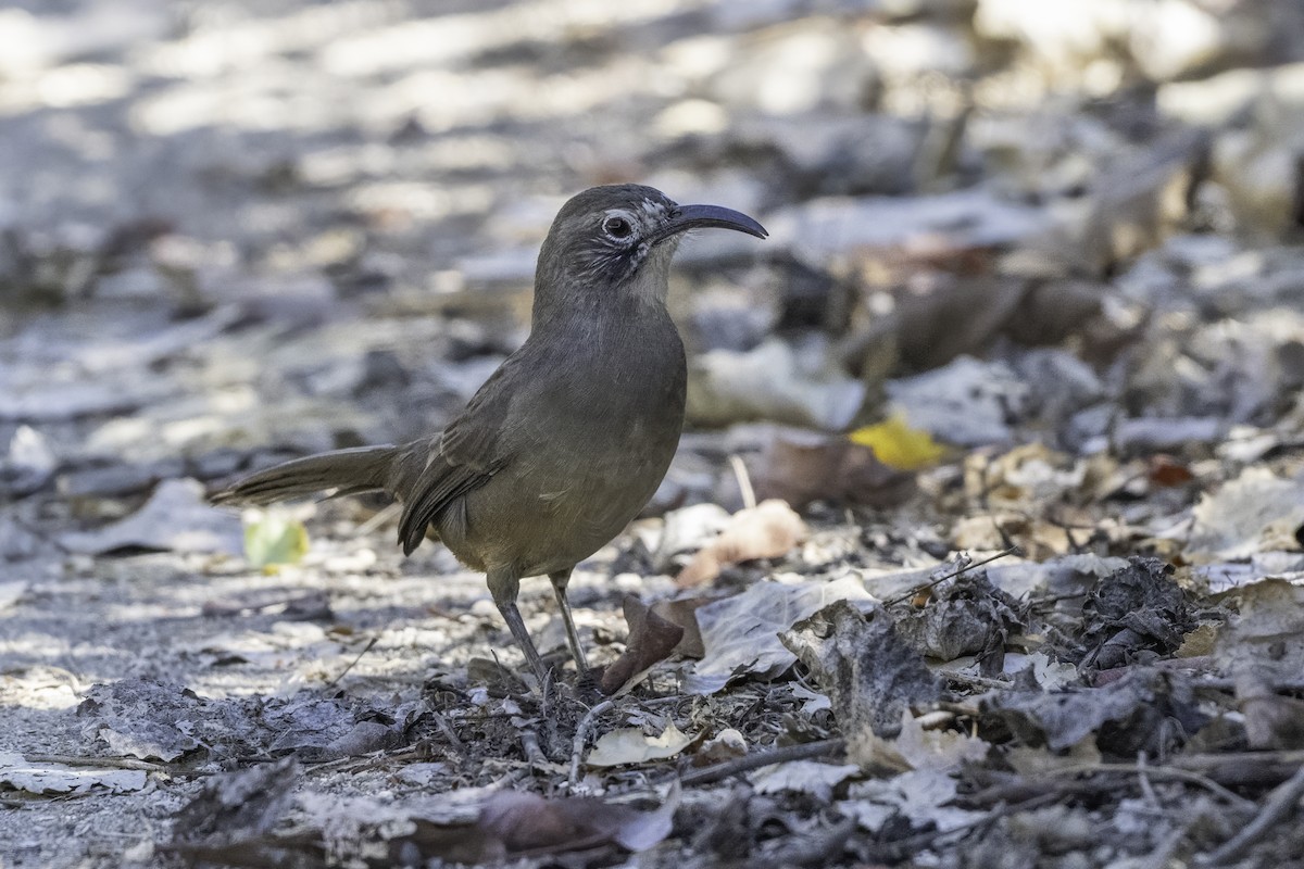 California Thrasher - ML642756134