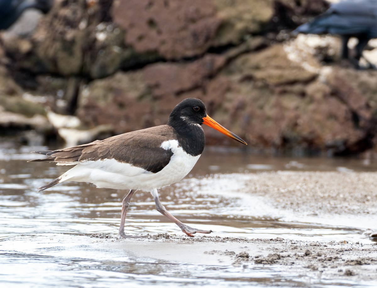 Eurasian Oystercatcher - ML642756136
