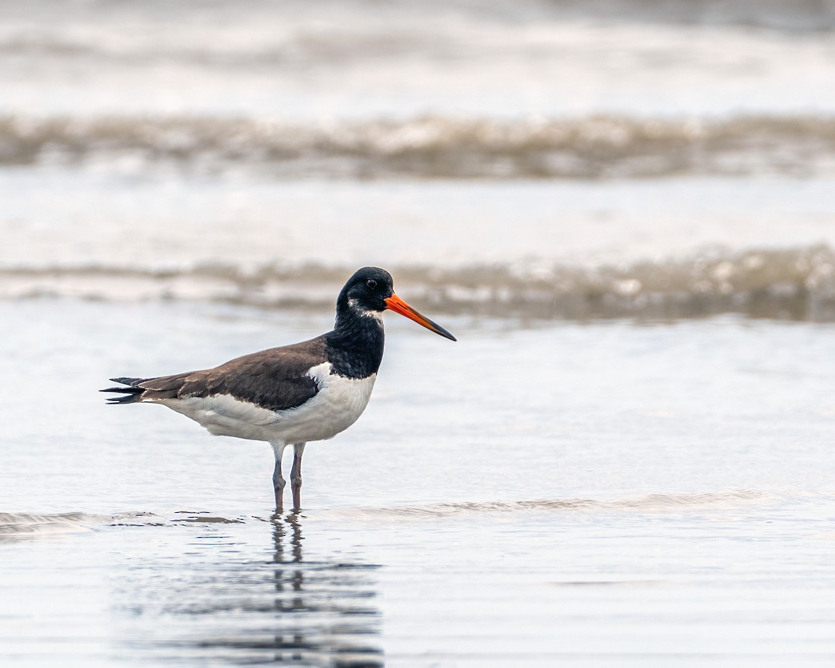 Eurasian Oystercatcher - ML642756137