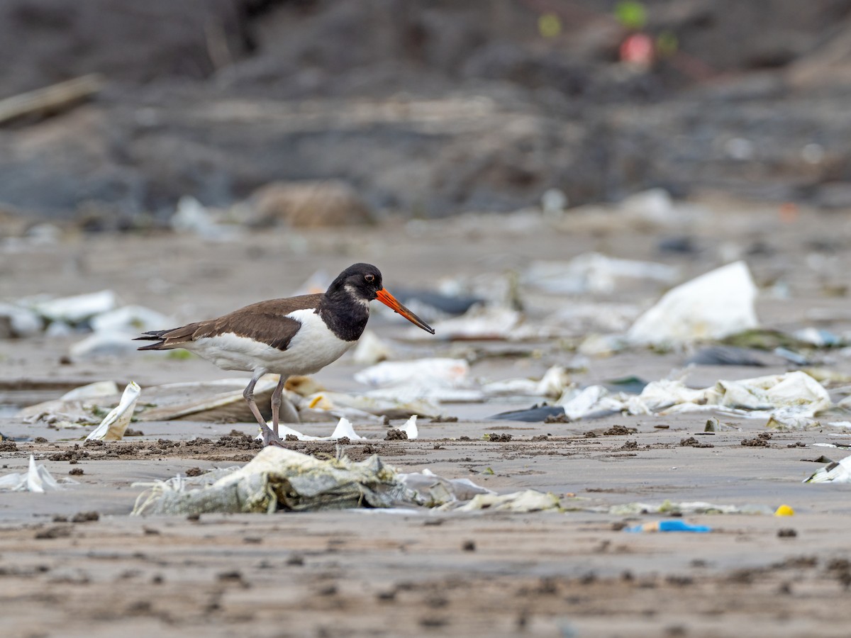 Eurasian Oystercatcher - ML642756138