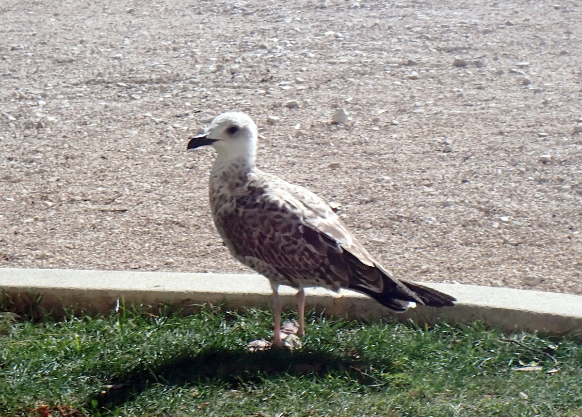 Yellow-legged Gull - ML642756151