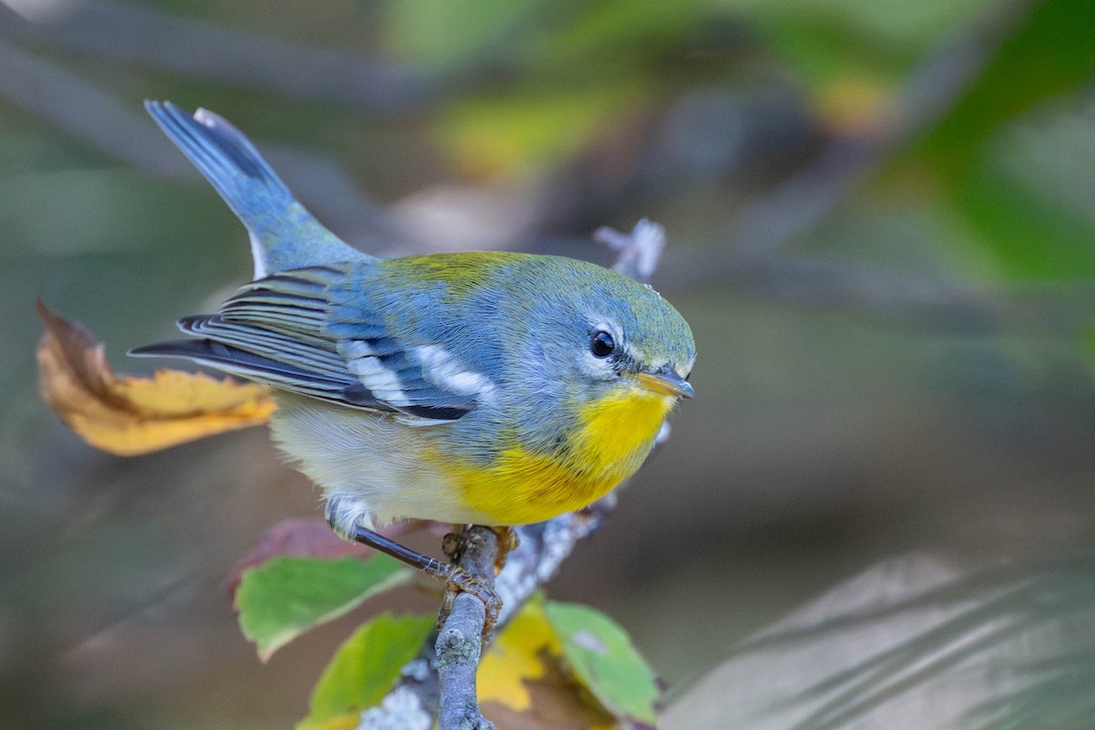 Northern Parula - ML642756152
