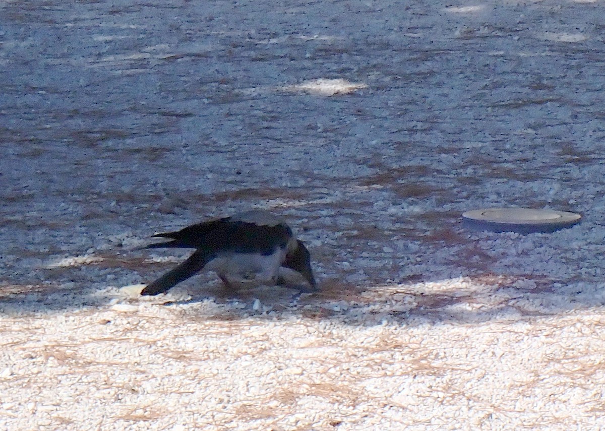 Hooded Crow - ML642756158