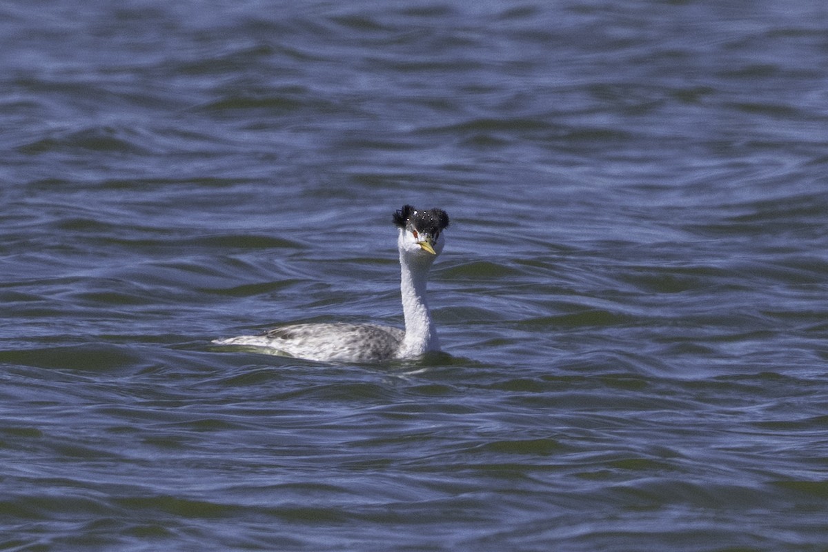 Clark's Grebe - ML642756159