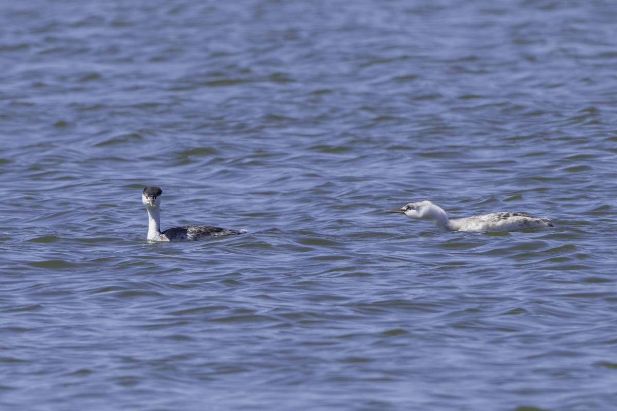 Clark's Grebe - ML642756160