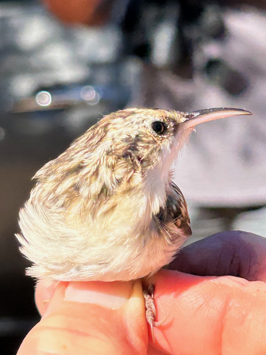 Short-toed Treecreeper - ML642756161