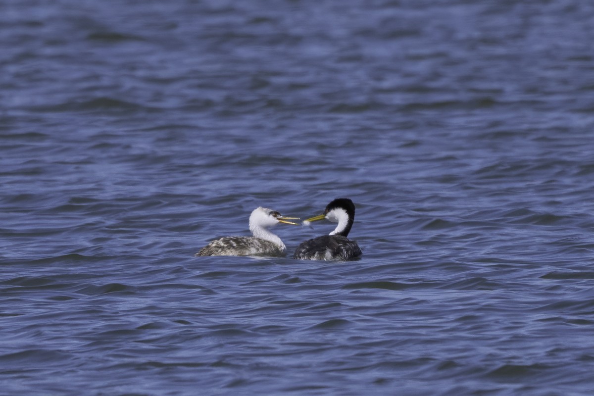 Western Grebe - ML642756167