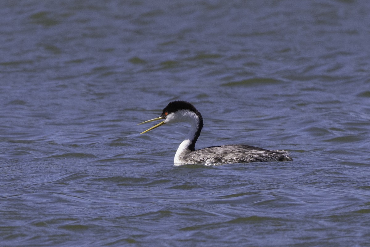 Western Grebe - ML642756168