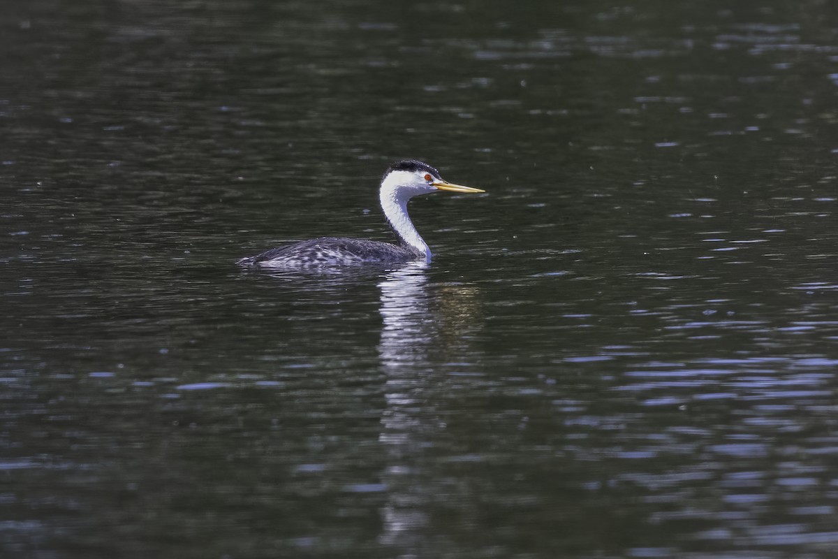 Clark's Grebe - ML642756186