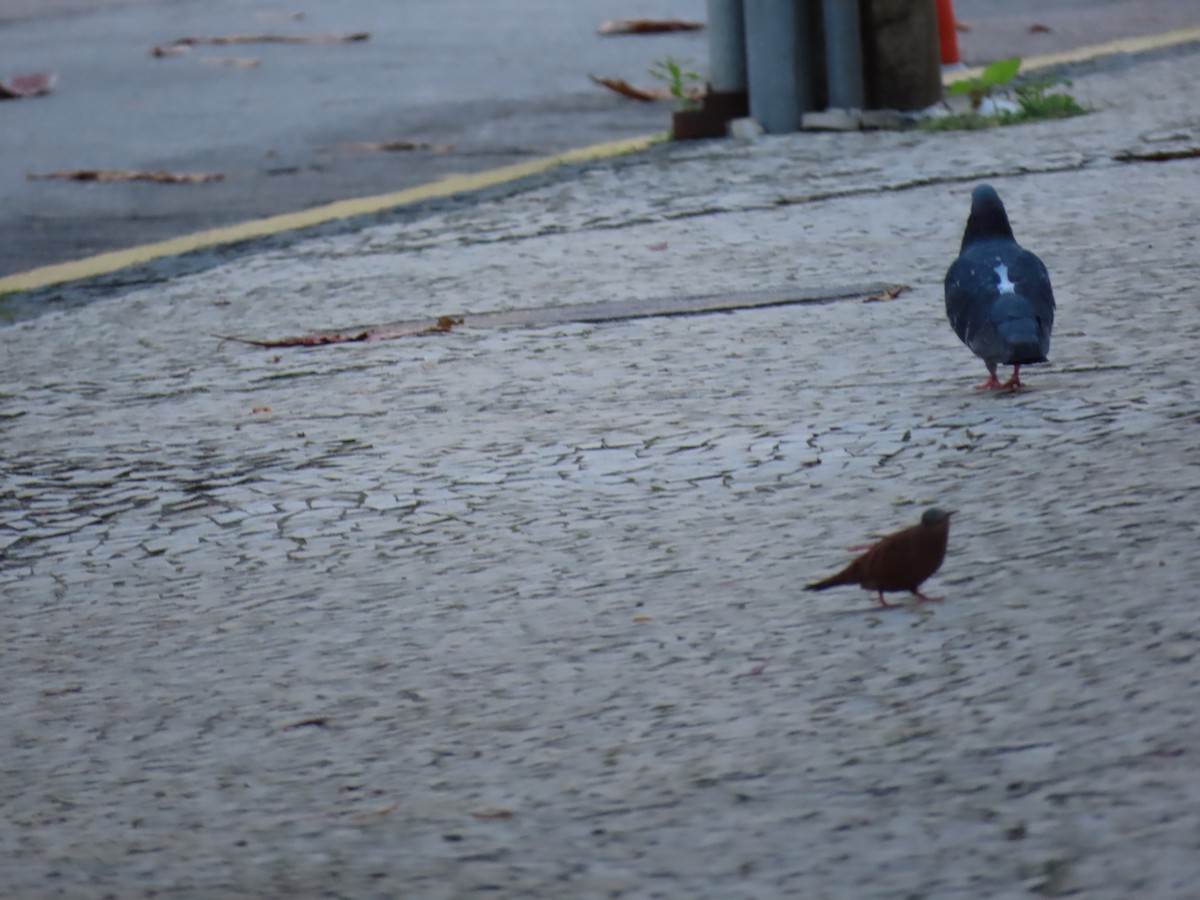 Ruddy Ground Dove - ML642756190