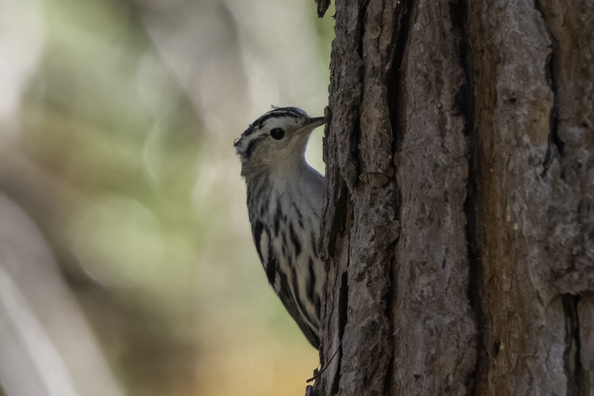 Black-and-white Warbler - ML642756192