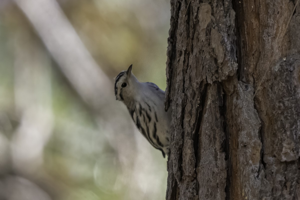 Black-and-white Warbler - ML642756193