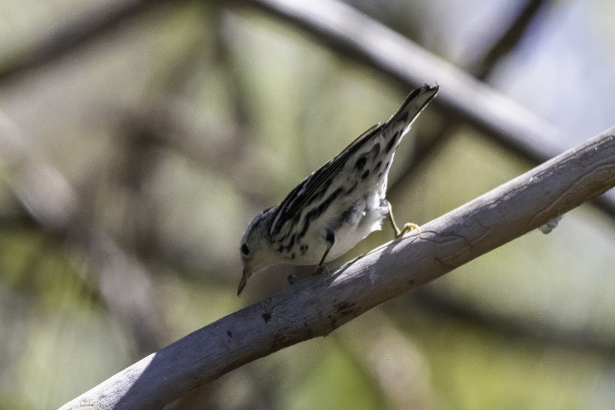 Black-and-white Warbler - ML642756194