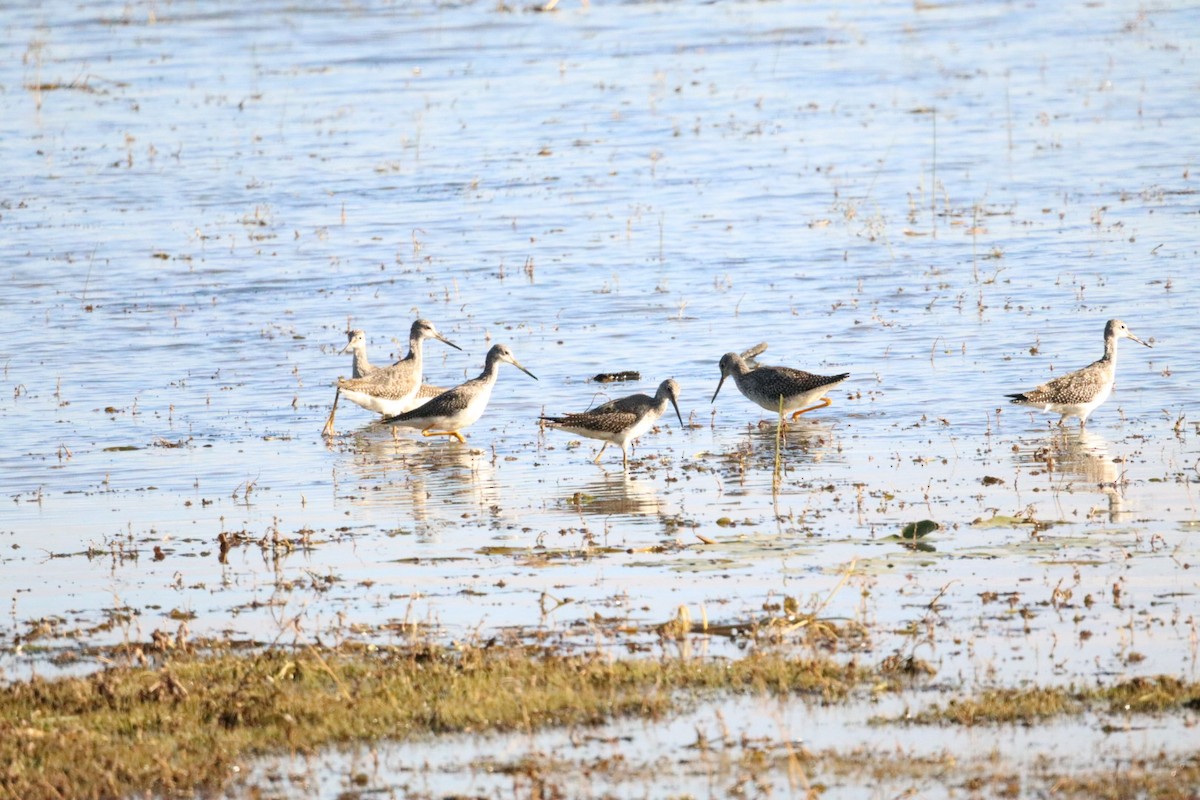 Greater Yellowlegs - ML642756207