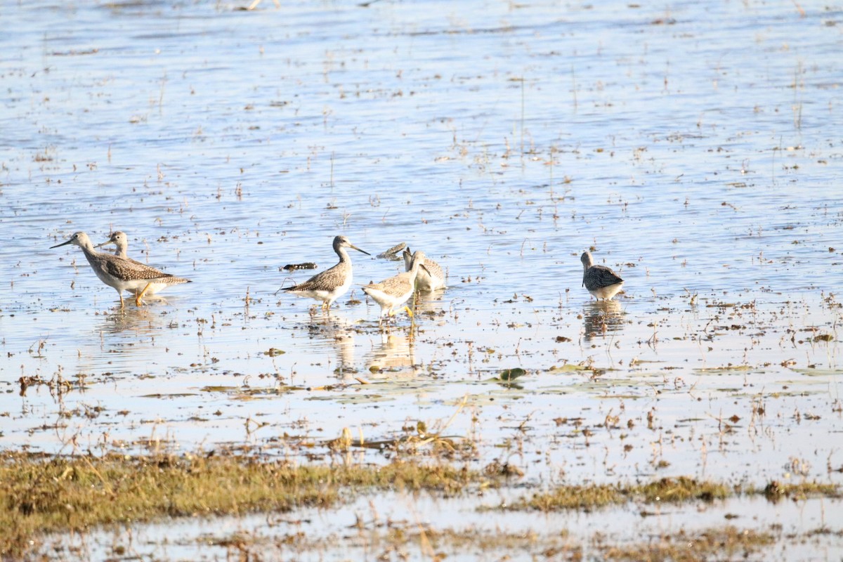 Greater Yellowlegs - ML642756208