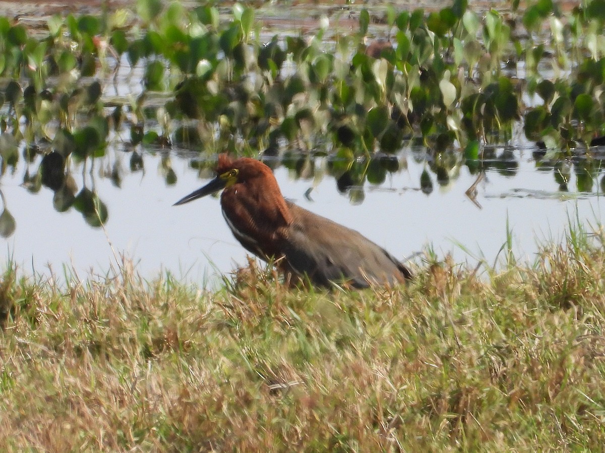 Rufescent Tiger-Heron - ML642756224