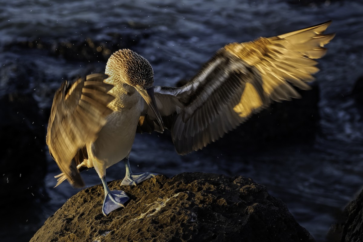 Blue-footed Booby - ML642756227