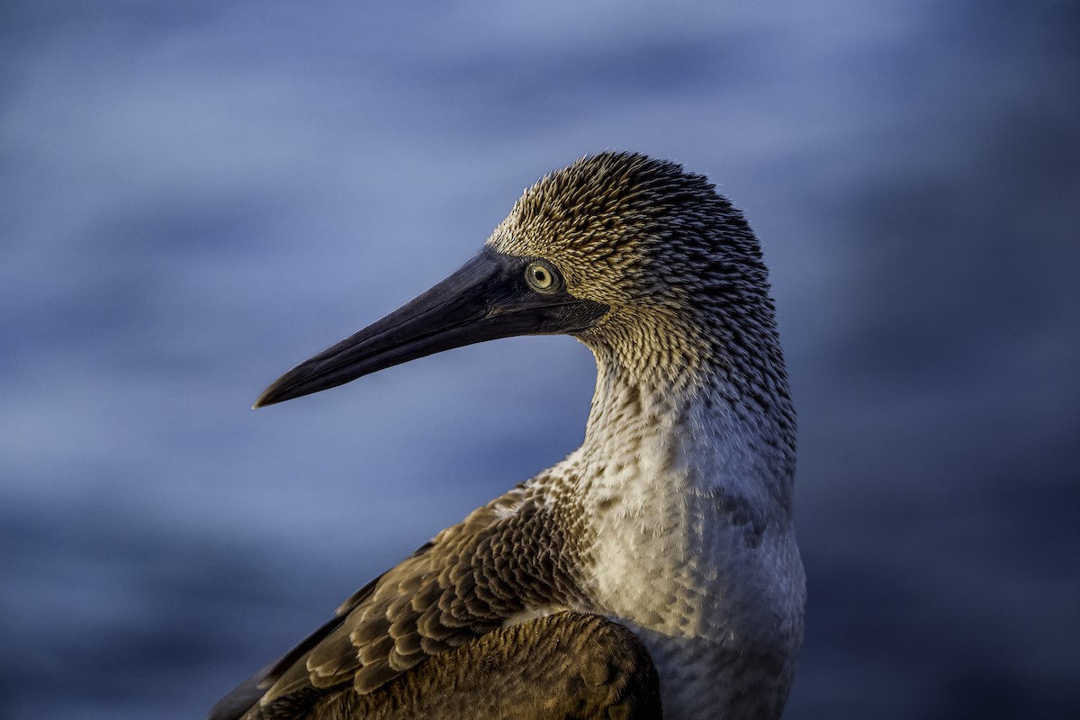 Blue-footed Booby - ML642756231