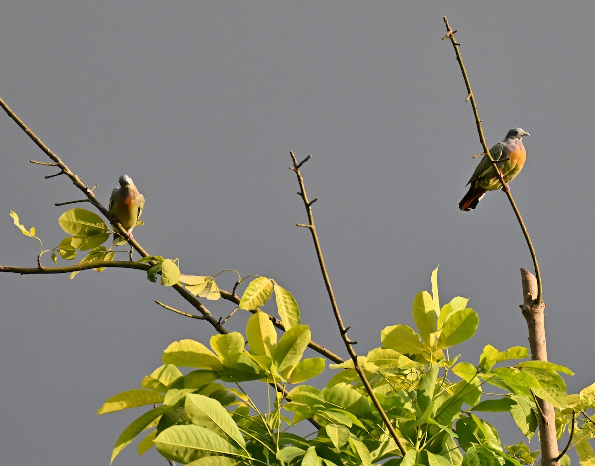Pink-necked Green-Pigeon - ML642756240