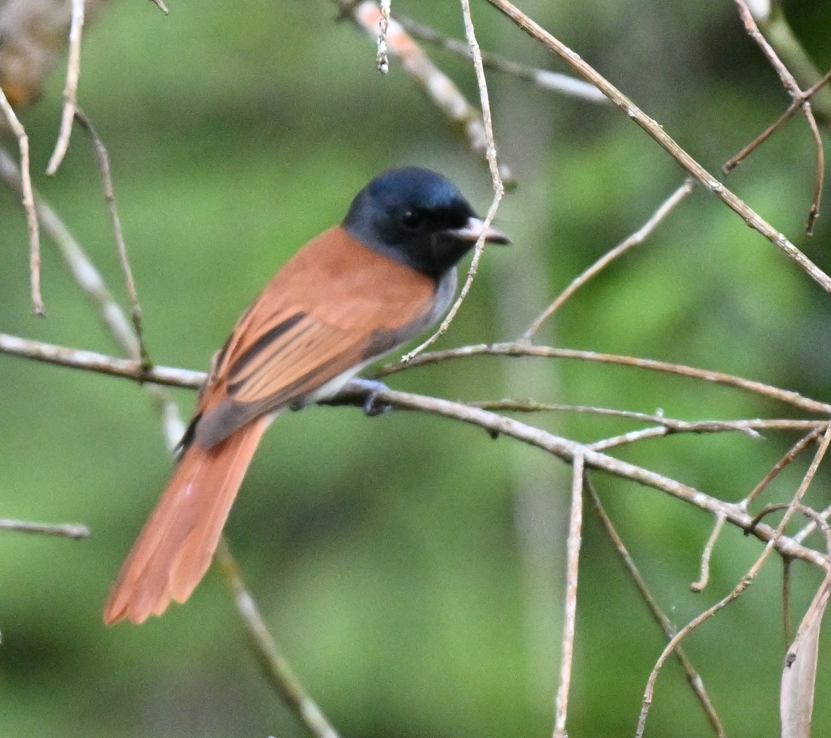 Amur Paradise-Flycatcher - ML642756250